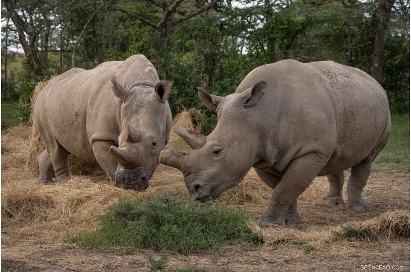 BioRescue Advances in Artificial Rhino Egg Development