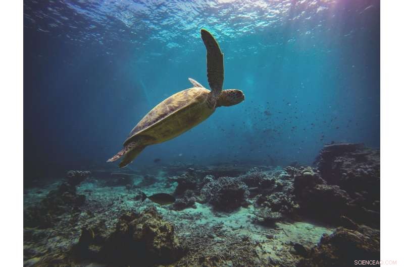 Sea Turtle Populations Surge After 50 Years of Protection