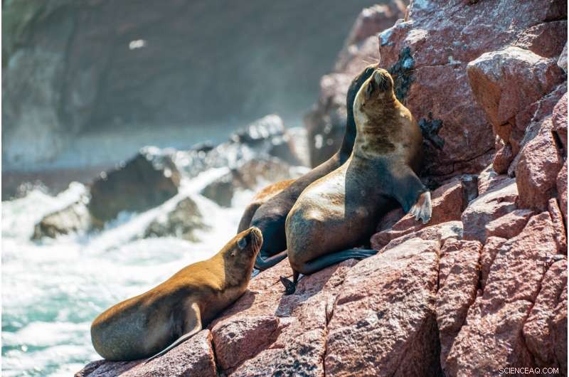 Ancient TB Transmission: Unraveling History and Human Impact