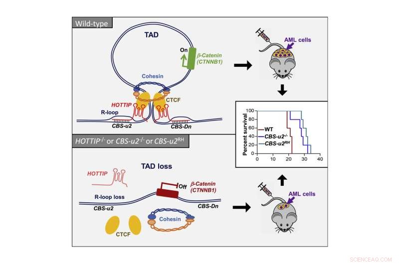 Genetic Link to Leukemia Progression Discovered by Penn State Researchers