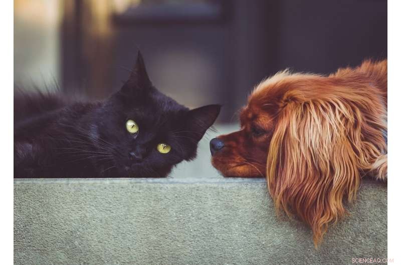 Understanding Cancer: How Pet Cancer Research Advances Human Treatments