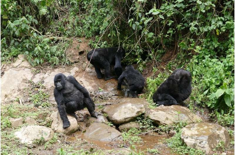 Climate Change Impacts Mountain Gorilla Water Needs