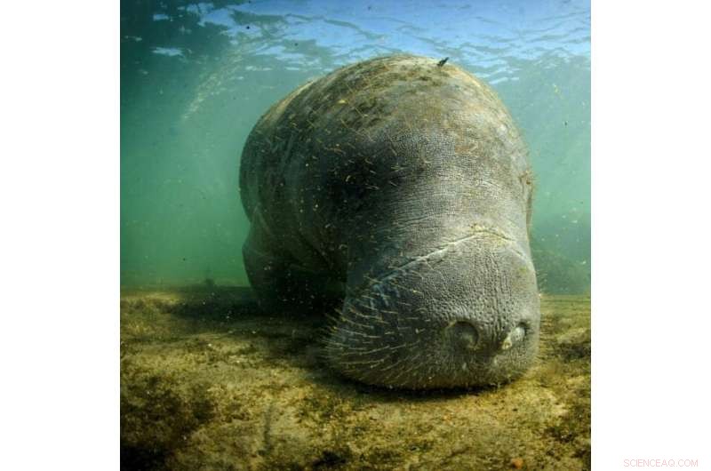 Manatee Diet Shift: Algae Consumption Increases with Seagrass Loss
