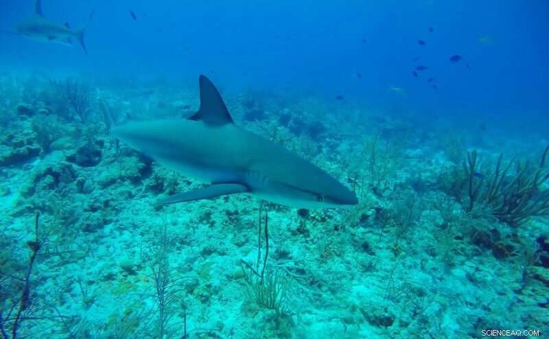 Uncovering Mysteries of Sharks and Rays: Addressing Knowledge Gaps in Research