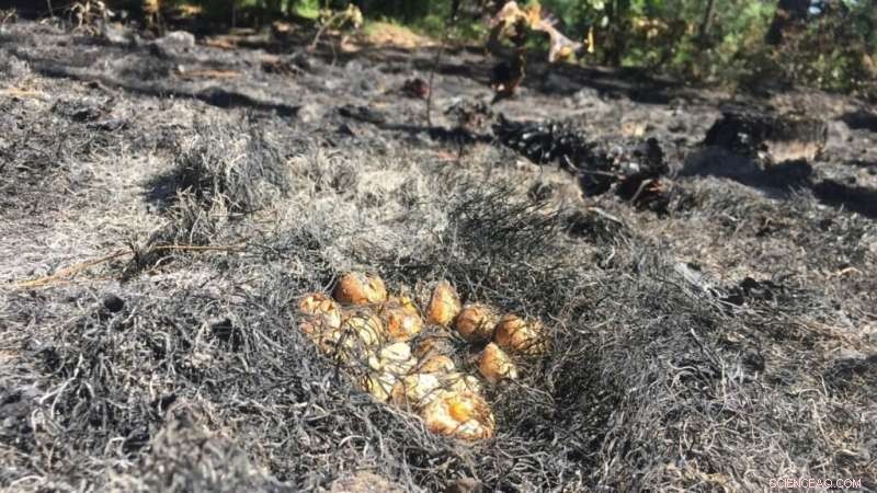 Prescribed Burns & Quail Nest Safety: Understanding the Impact