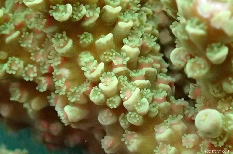 Coral Metamorphosis: Uncovering the Genetic Mechanisms of Reef Building