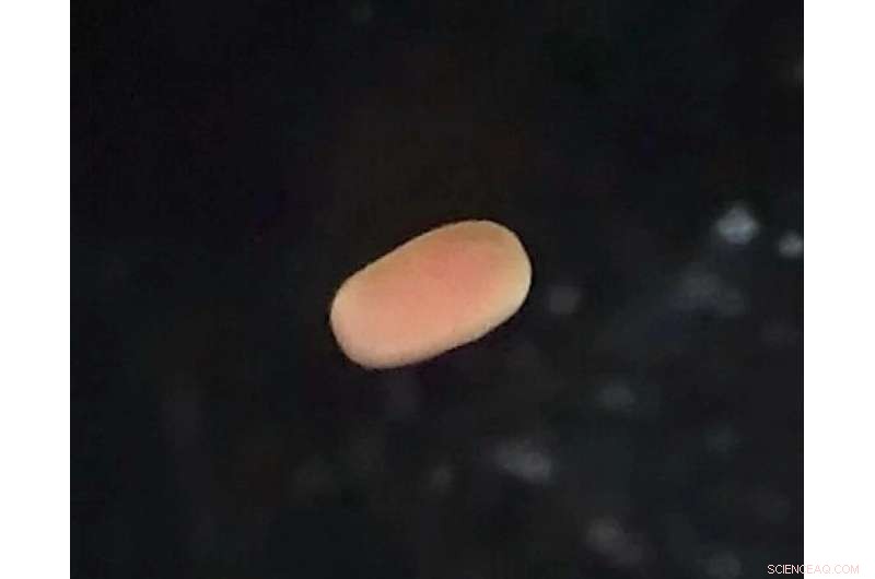 Coral Metamorphosis: Uncovering the Genetic Mechanisms of Reef Building