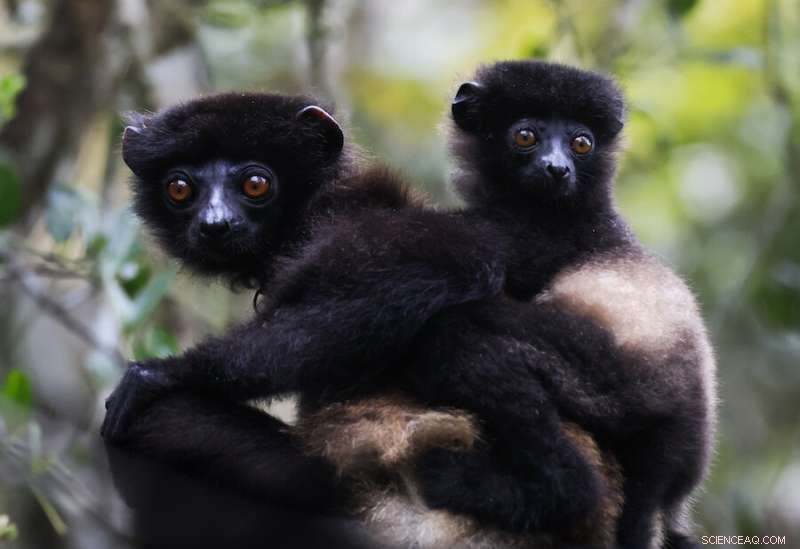 Human Hair Evolution: New Research on Early Primate Development