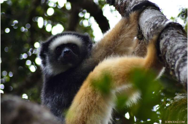 Human Hair Evolution: New Research on Early Primate Development