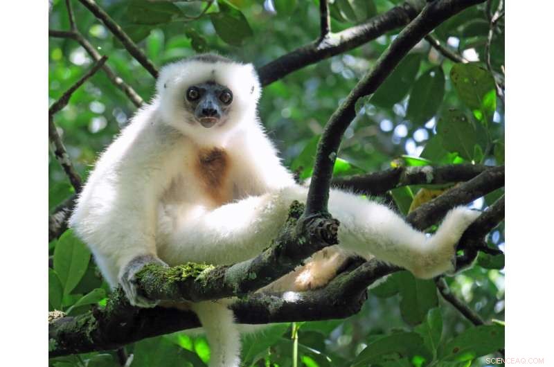 Human Hair Evolution: New Research on Early Primate Development