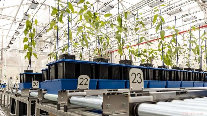 Breakthrough in Biofuel Production: Scientists Identify Key Genetic Pathway