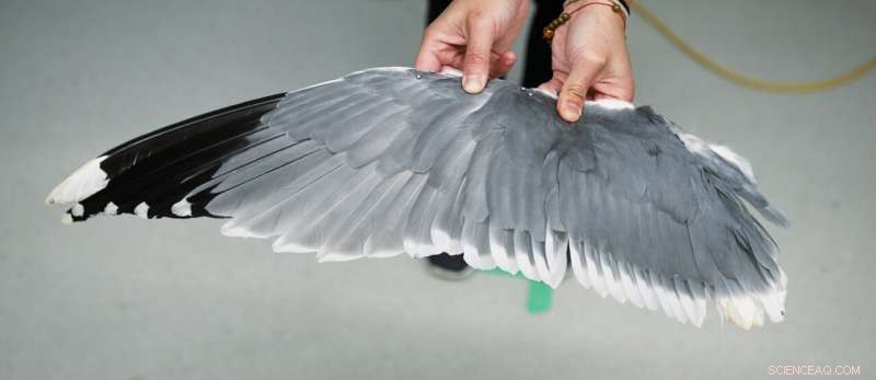 Bird Flight Agility: How Birds Switch Between Stable & Unstable Gliding