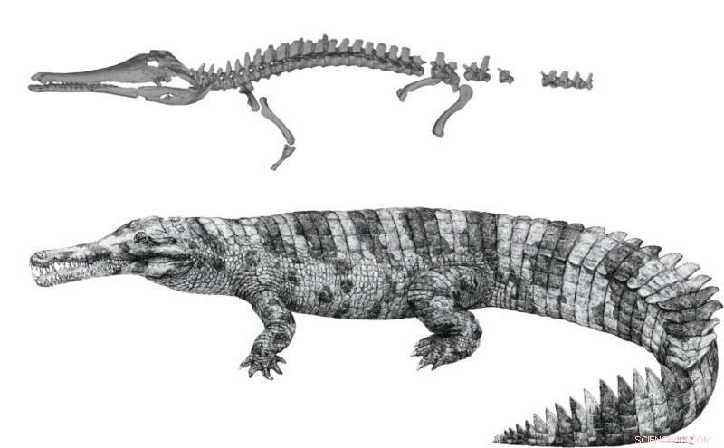 Bronze Age Gharial Fossil Sheds Light on Crocodilian Evolution