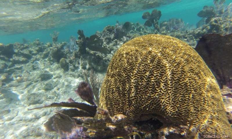 Caribbean Coral Reefs: 150 Years of Warming and Ecosystem Disruption