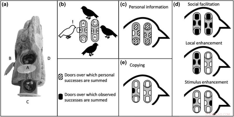 Solitary Jays Demonstrate Advanced Learning Skills – Challenging Social Learning Assumptions