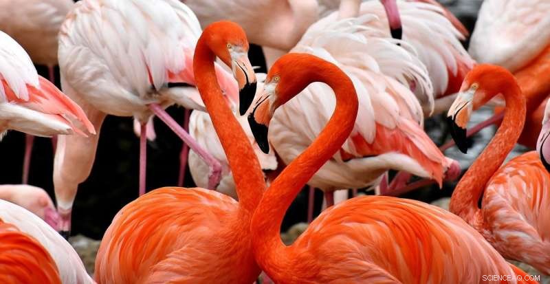 Lithium Mining & Climate Change Threaten Flamingo Populations in Andes
