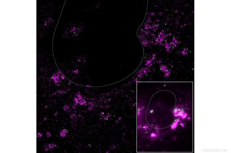 Coronavirus Infection at the Nanoscale: Confocal vs. Super-Resolution Imaging