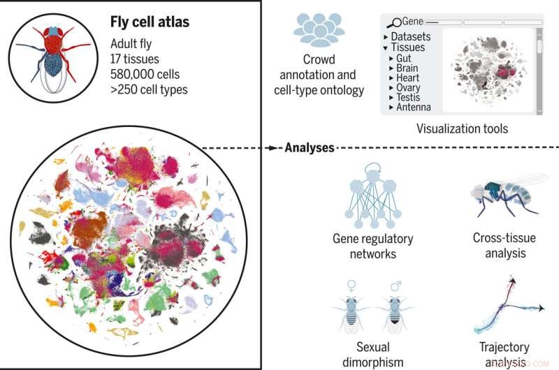 Complete Fruit Fly Cell Atlas Reveals 250+ Cell Types