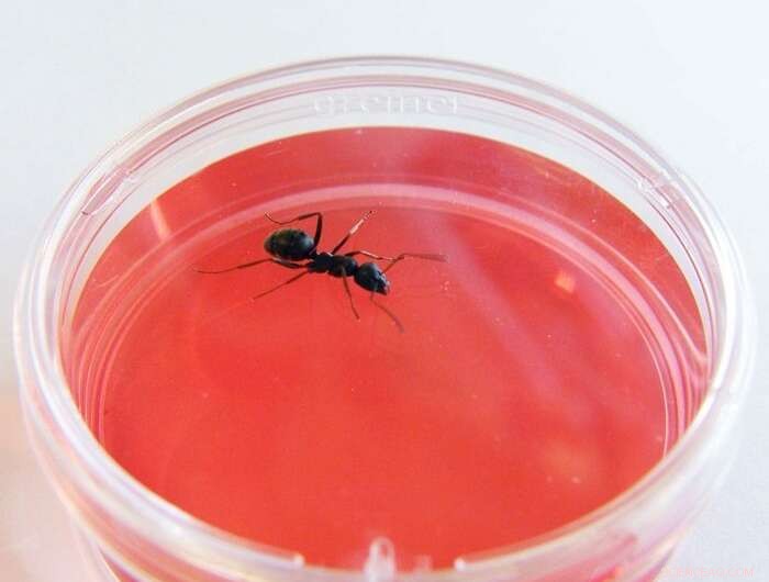 Ants: A Novel Approach to Early Cancer Detection