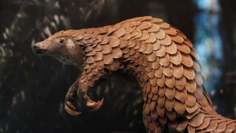 Pangolins in Vietnam Harbor SARS-CoV-2 Related Coronaviruses: New Research