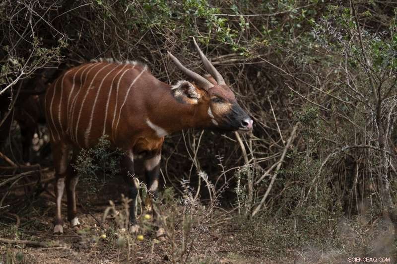 Kenya s Mountain Bongos: A Vital Step in Species Conservation