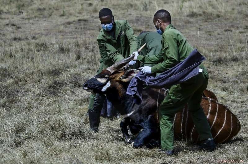 Kenya s Mountain Bongos: A Vital Step in Species Conservation