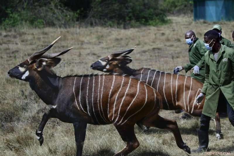 Kenya s Mountain Bongos: A Vital Step in Species Conservation