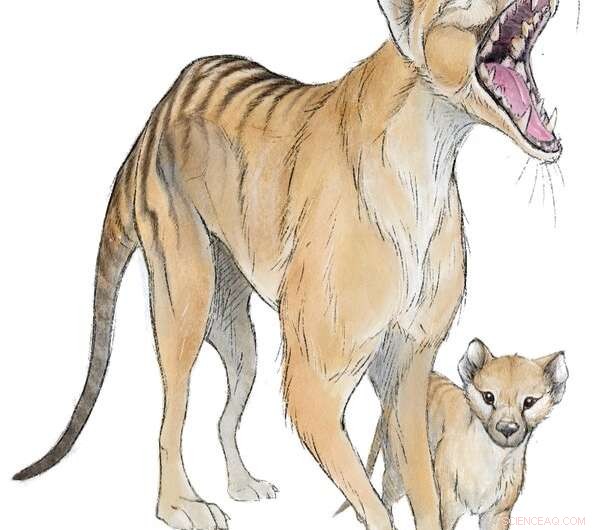 Thylacine De-extinction: Potential & Conservation Priorities