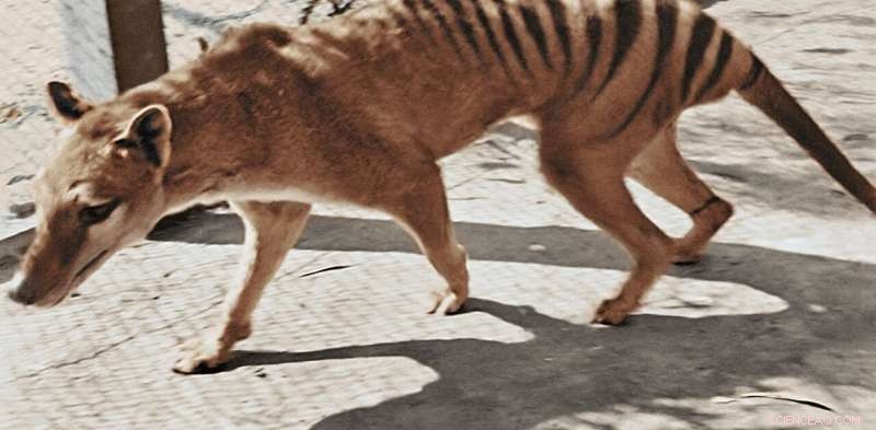 Thylacine De-extinction: Potential & Conservation Priorities