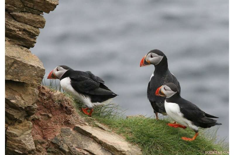 Climate Change & Seabird Conservation: Bridging the Knowledge Gap