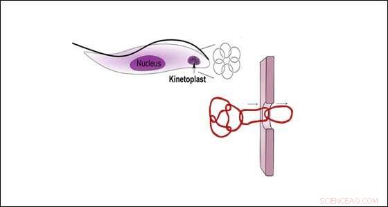 Next-Generation Gene Editing: Advancements Beyond CRISPR for Disease Treatment