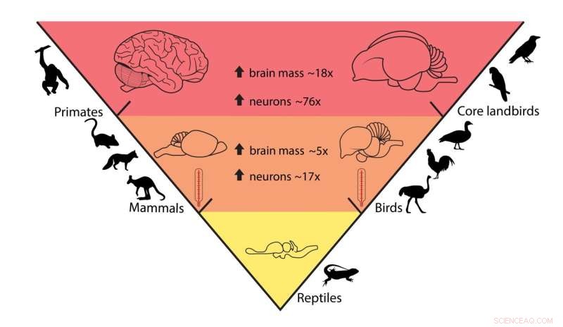 Brain Evolution: Neuron Count Increase in Mammals & Birds