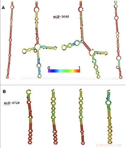 Human-Specific Genes: Unraveling Evolutionary Uniqueness