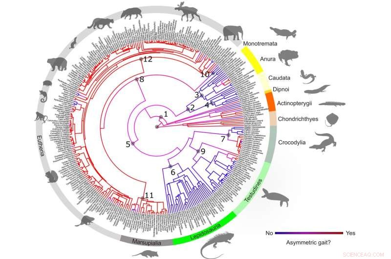 Evolution of Galloping: A 472 Million-Year Journey in Animal Gait