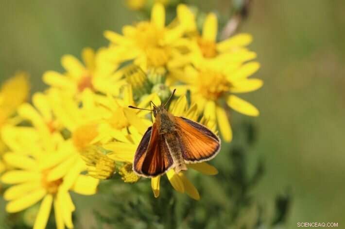 Unexpected Benefits of Weeds: Boosting Pollinators & Biodiversity