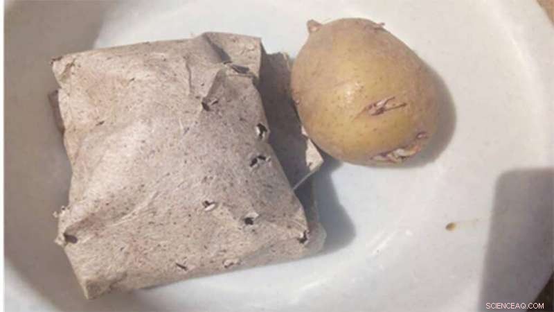 Banana Paper Protects Potatoes from Nematode Pests, Boosting Yields