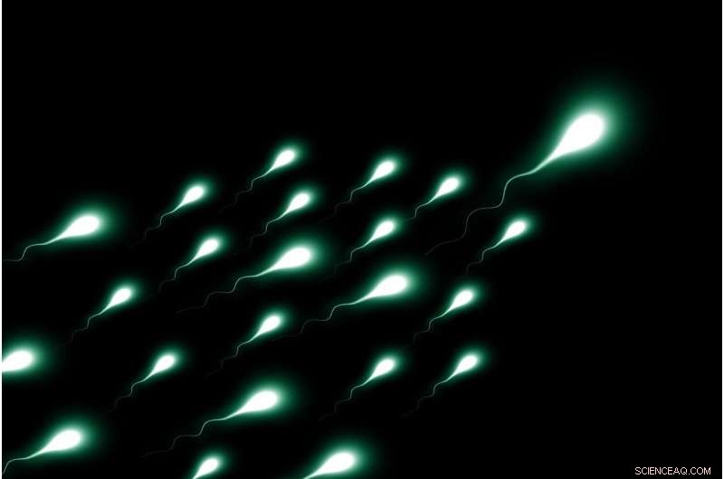Female Contribution to Sperm Development: A Key to Fertility