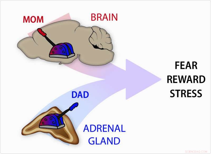 How Genes from Parents Influence Child Behavior: A Genetic Perspective