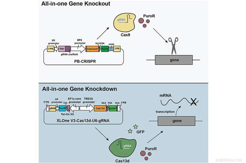 Advanced Gene Delivery for Studying Disease Mechanisms