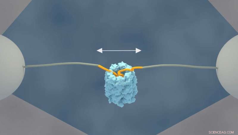 Accelerated Protein Folding: New Insights from Integrated Manipulation and Imaging