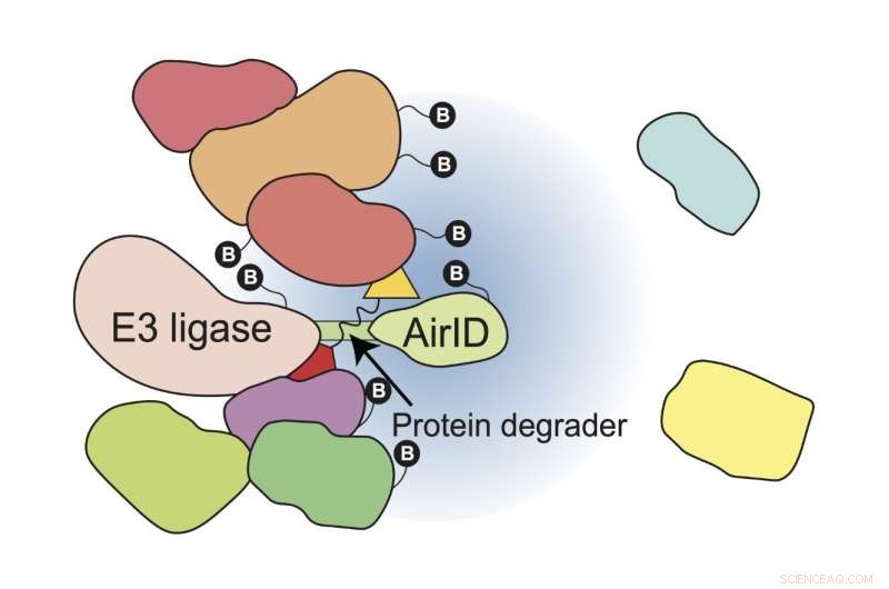 Novel Protein Degradation Analysis for Drug Discovery