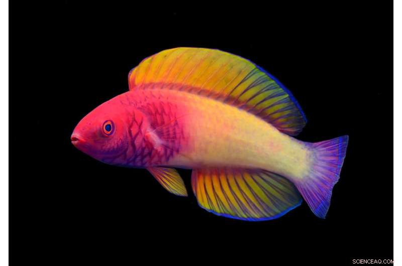 New Fairy Wrasse Species Discovered by Maldivian Scientist