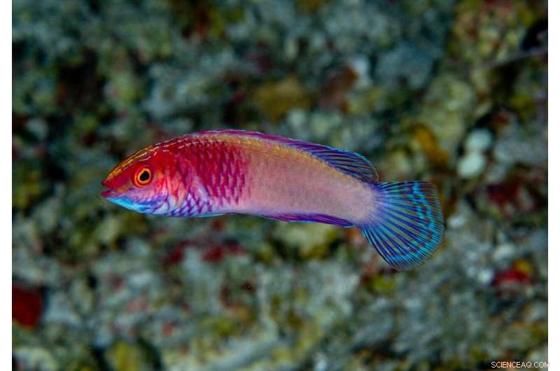 New Fairy Wrasse Species Discovered by Maldivian Scientist