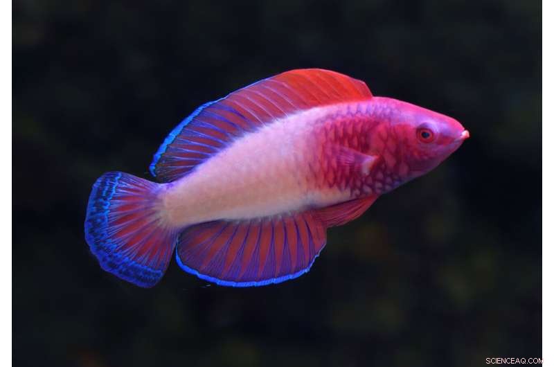 New Fairy Wrasse Species Discovered by Maldivian Scientist