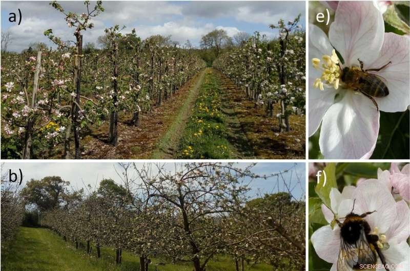 Pollination Power: How Healthy Bee Populations Benefit Irish Apple Growers