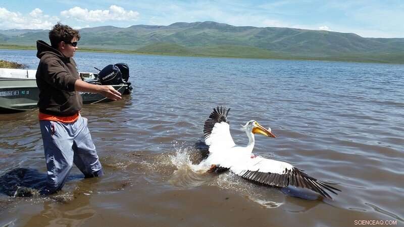 Pelican Diet at Strawberry Reservoir: Primarily Native Fish