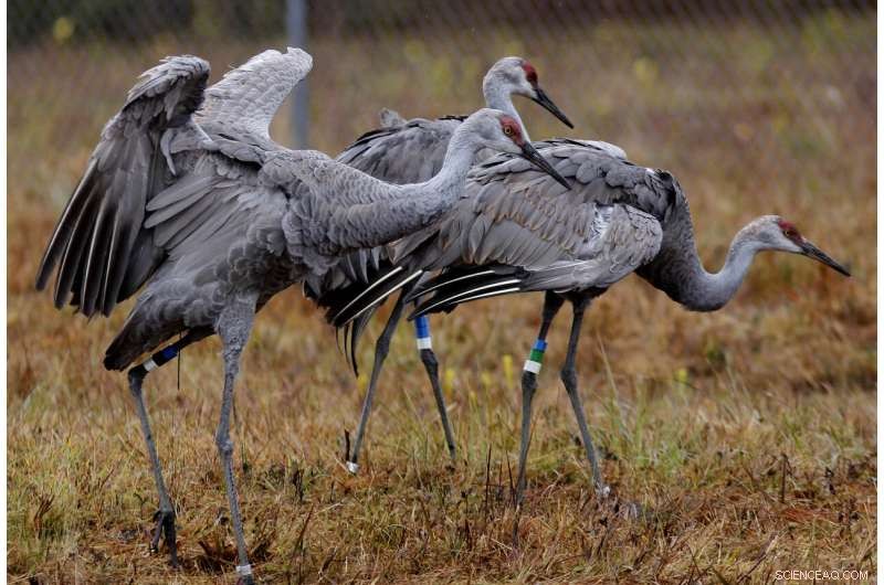 US Officials Revert Pesticide Risk Assessment for Wildlife