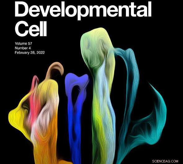 Comprehensive Plant Root Atlas Maps Gene Expression Dynamics