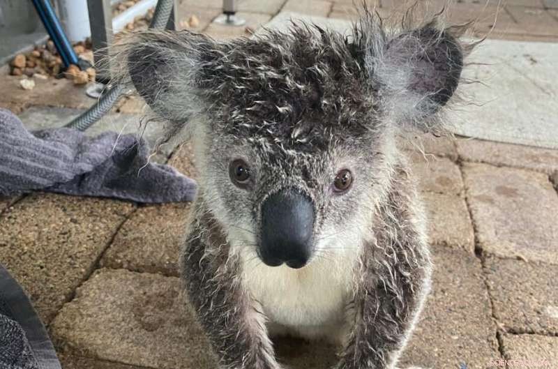 Flood Impacts on Wildlife: Rescue Stories & How to Help