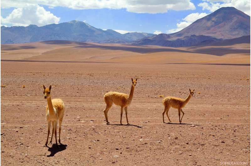 Vicuña Decline: Unraveling the Cascade Effect in the Andes